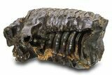 Woolly Mammoth Upper M Molar - Siberia #295866-5